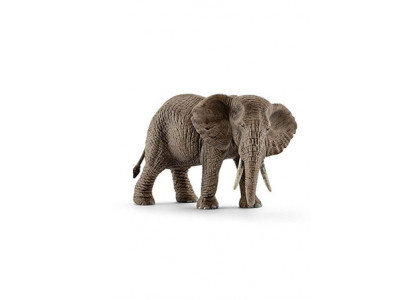 Samica słonia afrykańskiego